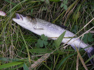 あ 何したっけ 北の釣り13 サロベツ