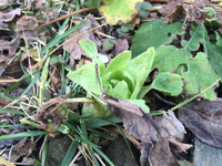 野草を食す