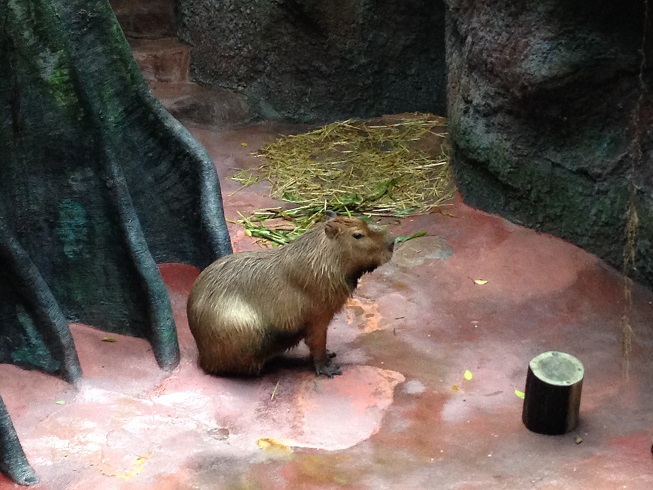 夏の動物園（*^_^*）