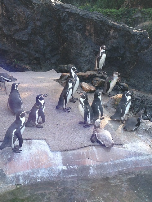 夏の動物園（*^_^*）