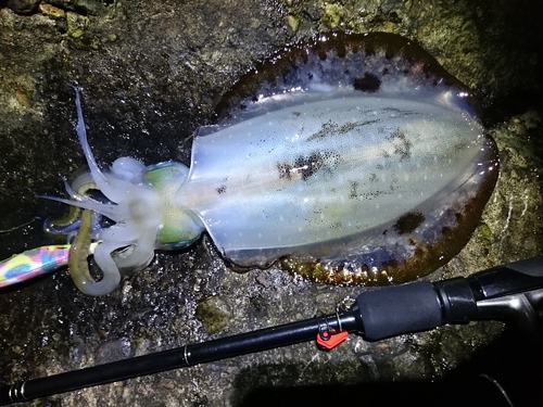 朝or夕まずめどっちが釣れる？？