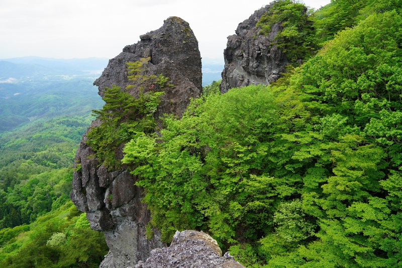 霊山のシロヤシオが当たり年