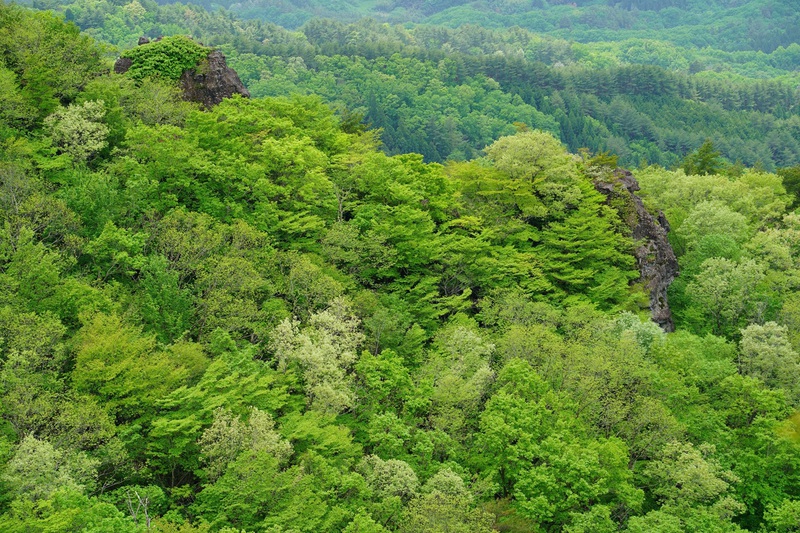 霊山のシロヤシオが当たり年