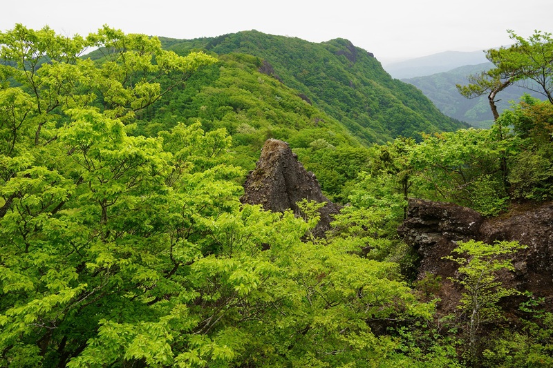 霊山のシロヤシオが当たり年