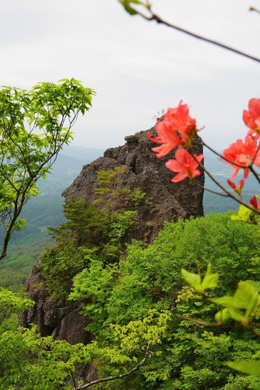 霊山のシロヤシオが当たり年