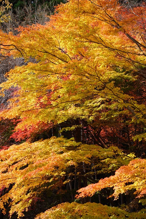 彩る半田沼自然公園