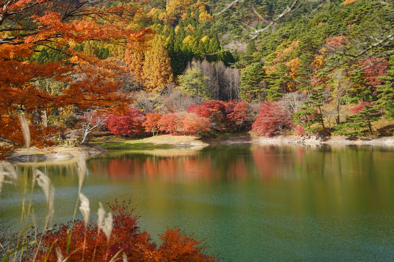 彩る半田沼自然公園