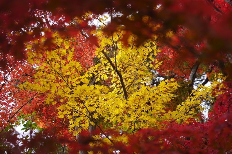 彩る半田沼自然公園
