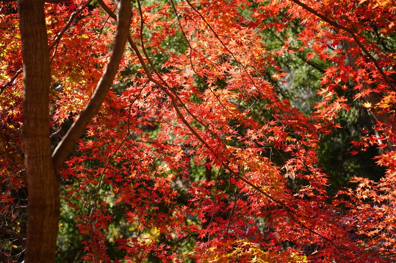 小春日和の鹿狼山と霊山