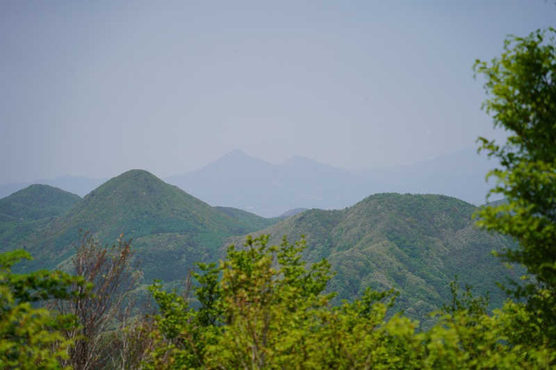 ルリソウ咲く　権太倉山