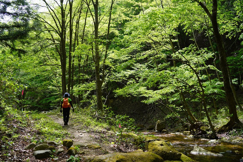 ルリソウ咲く　権太倉山