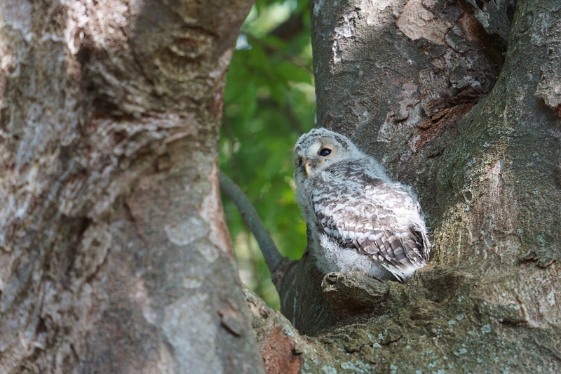 八幡神社フクロウ雛　3番子の巣立ち