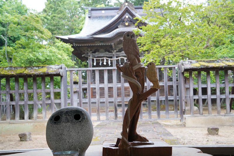八幡フクロウ雛　旅立ち