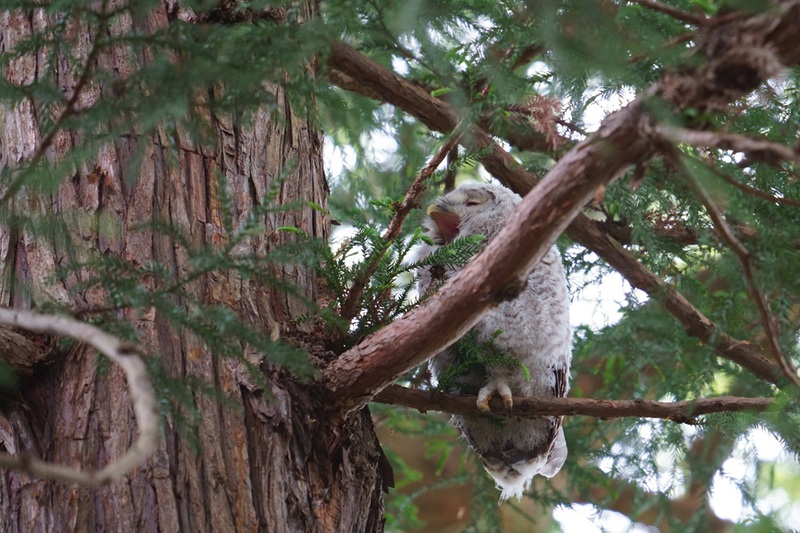 八幡フクロウ雛　3羽とも元気だが・・・