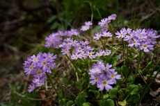 初夏の花盛り　不忘山