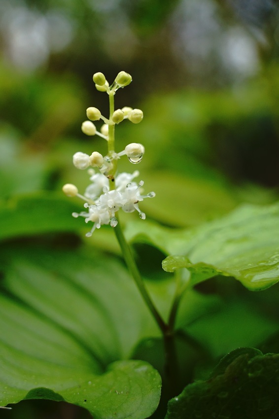 しっぽり濡れた花々