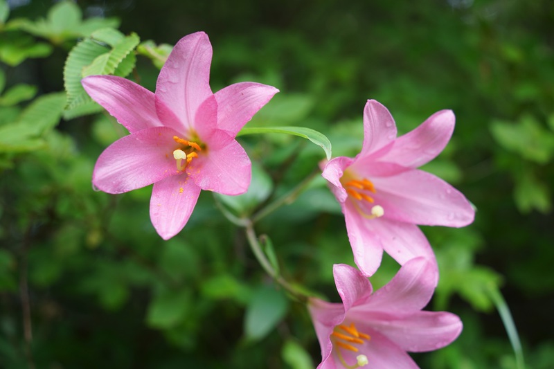照南湖のカイツブリ親子