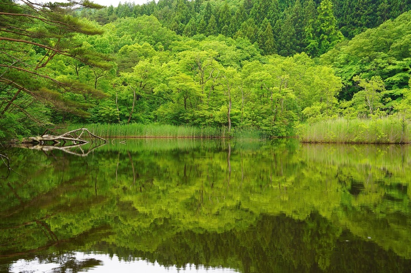 照南湖のカイツブリ親子