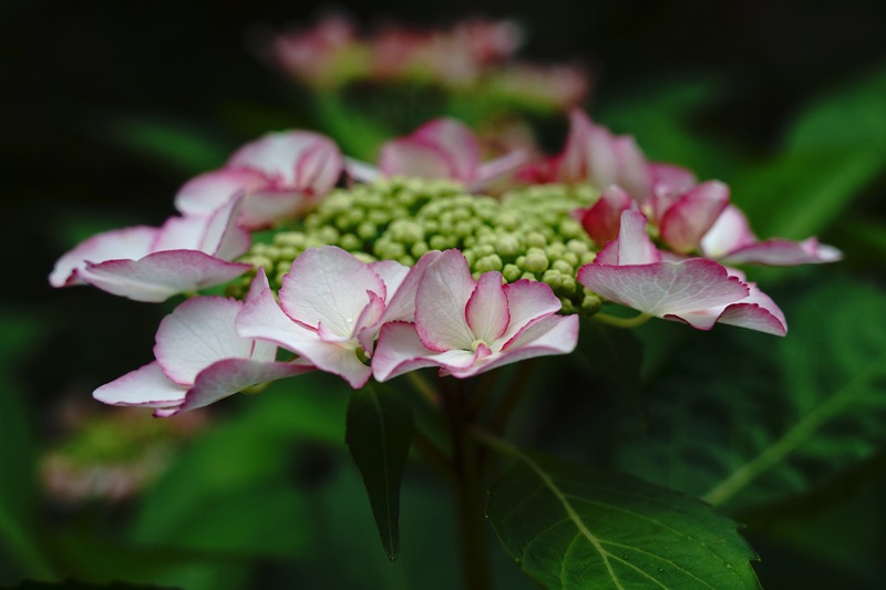 照南湖のカイツブリ親子