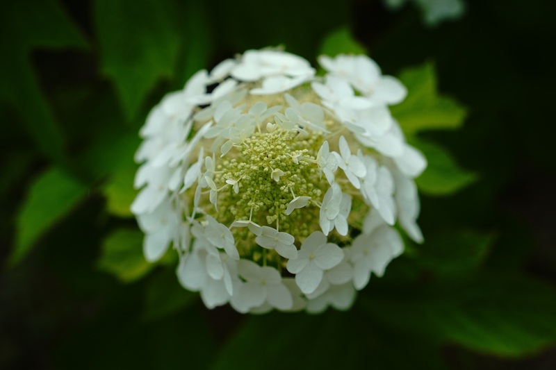 照南湖のカイツブリ親子