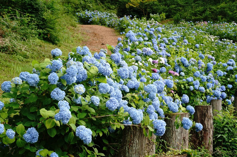 あじさい寺　『位作山　陽林寺』