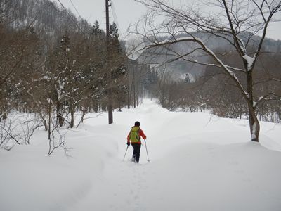 ぶな太郎とイエローフォール
