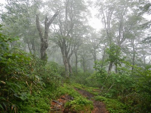 金光花の栗駒山もいいけど秣岳ね