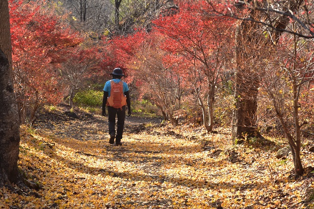 落葉の時期に出会える鷲岩　～霊山～