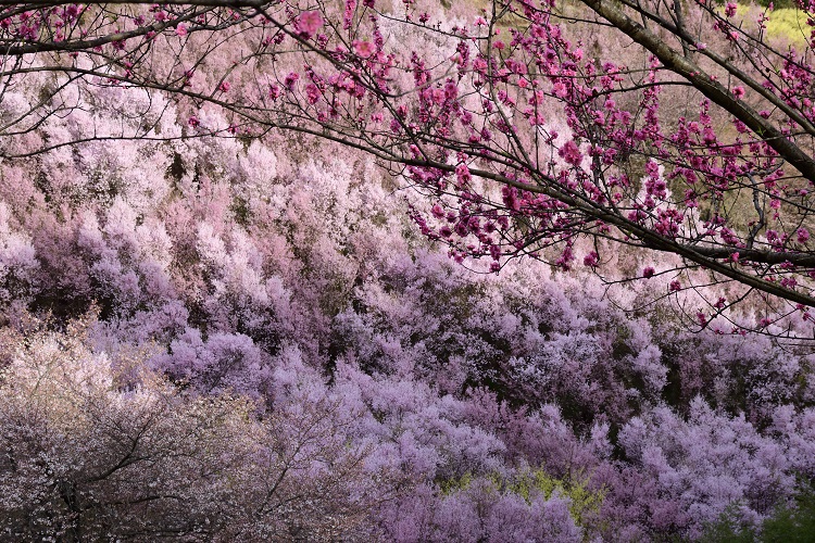 春らんまん 花見山