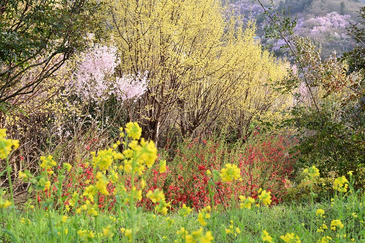春らんまん 花見山