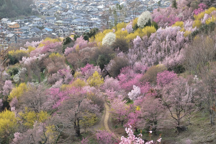 春らんまん 花見山