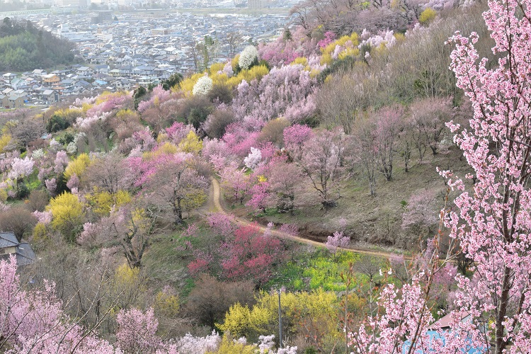 春らんまん 花見山