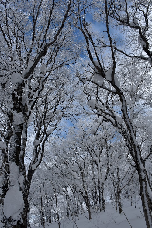 箕輪山の霧氷
