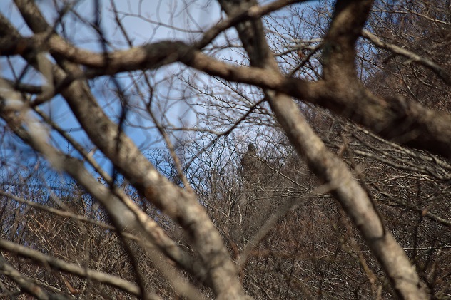 師走の霊山