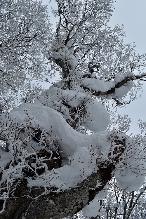 箕輪山の霧氷