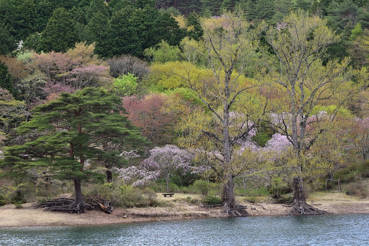 GWが見頃なサクラなのに・・・。　半田山公園