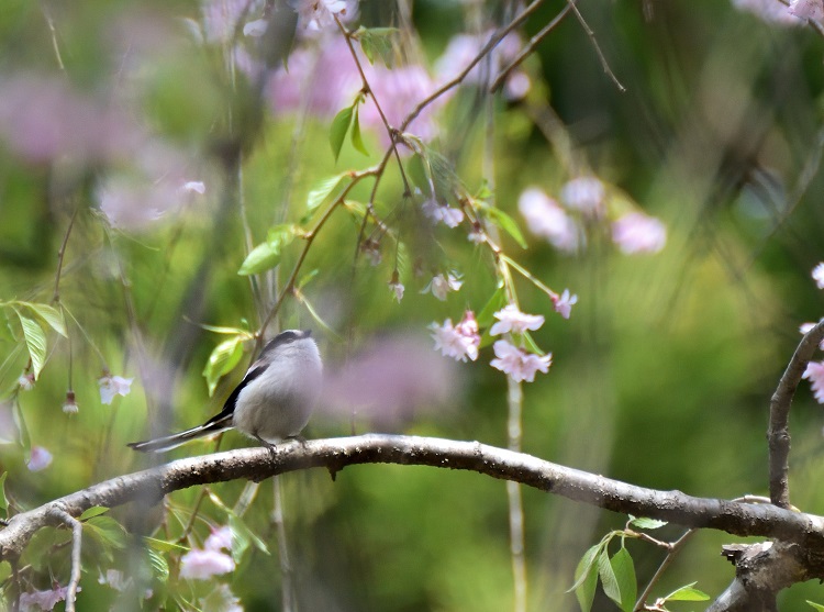 GWが見頃なサクラなのに・・・。　半田山公園