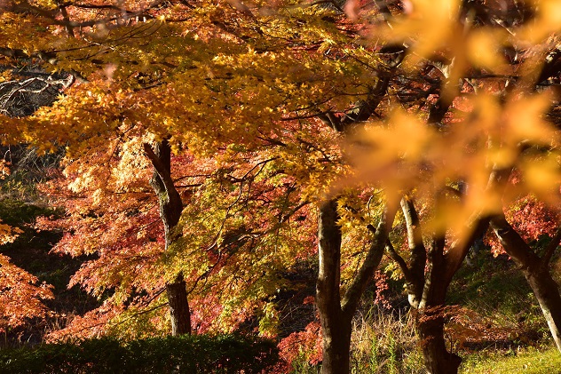 碧玉渓の紅葉