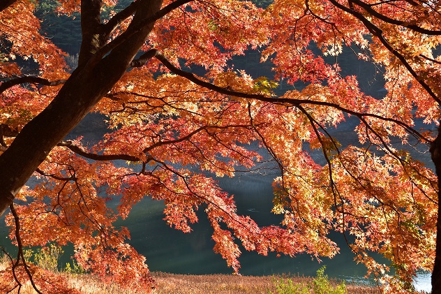 碧玉渓の紅葉