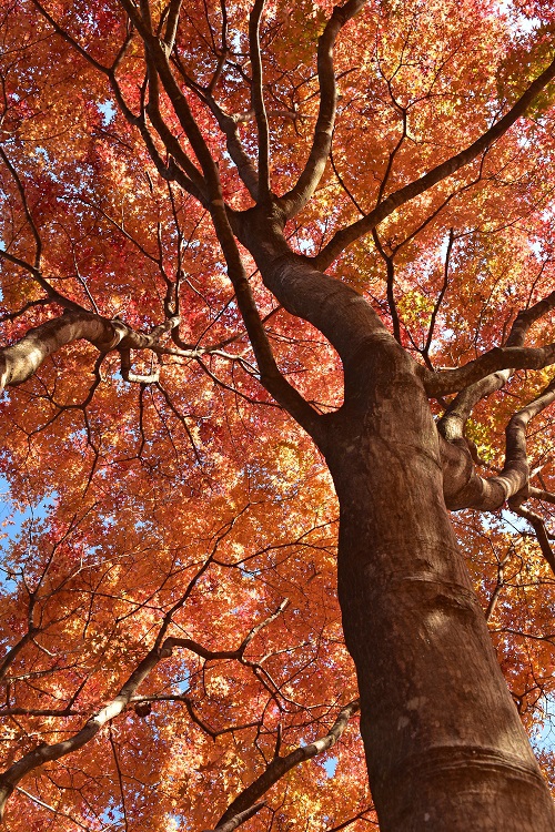 碧玉渓の紅葉