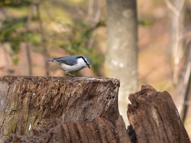 野鳥観察