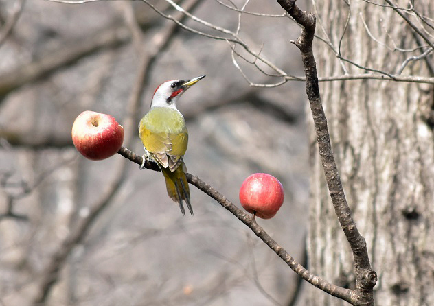 野鳥観察2