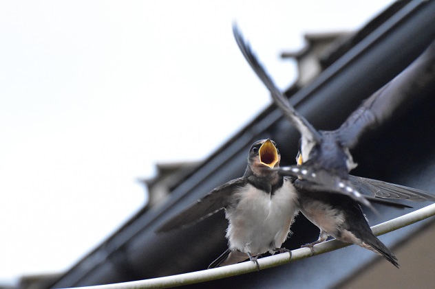 ツバメのヒナ