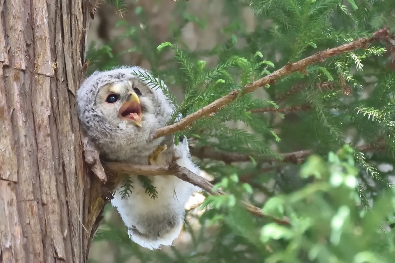 八幡フクロウ雛　1番子の行方と2番子の仕草