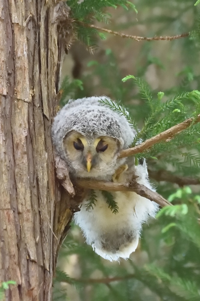 八幡フクロウ雛　1番子の行方と2番子の仕草