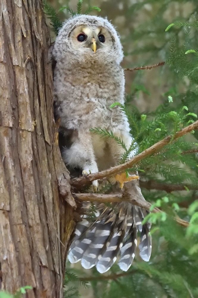 八幡フクロウ雛　1番子の行方と2番子の仕草