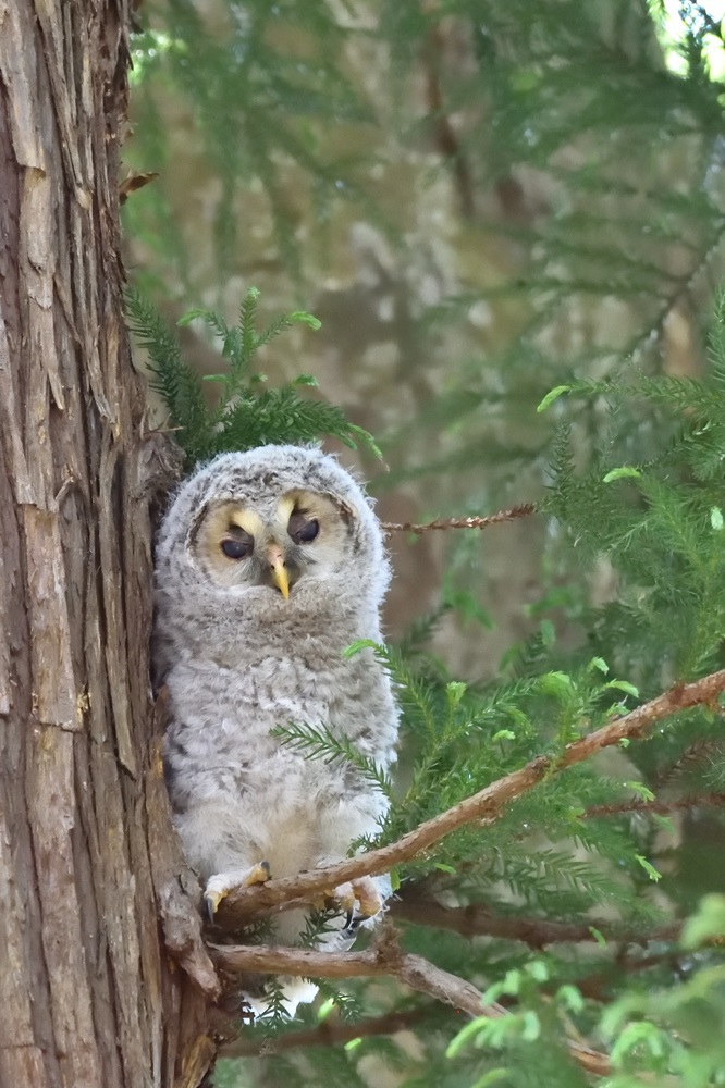 八幡フクロウ雛　1番子の行方と2番子の仕草