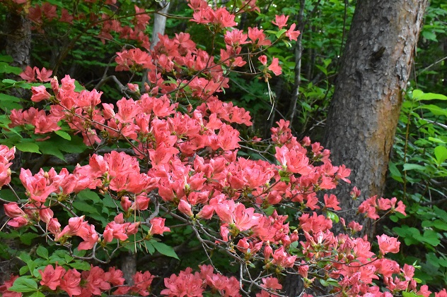 南蔵王の春花便り