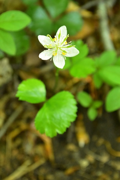 南蔵王の春花便り