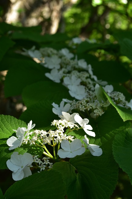 南蔵王の春花便り